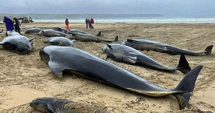 İskoçya’da 55 pilot balina karaya vurdu