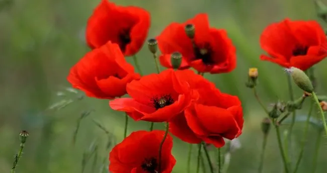 Gelincik Çiçeği Anlamı - Gelincik Çiçeğinin Anlamı ve Hikayesi Nedir, Neyi Temsil Eder?