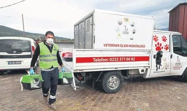 Depremzede kediler AHBAP’ın çiftliğinde