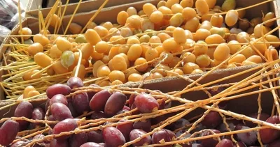 1 haftada göbek yağlarını eriten inanılmaz hurma diyeti