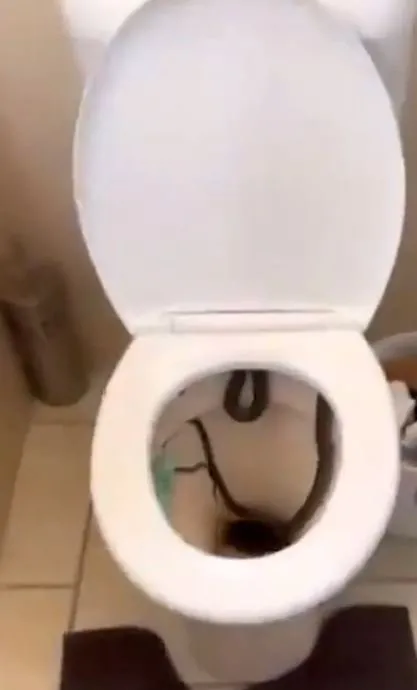 4 metre uzunluğundaki devasa yılan klozetin içinden fırladı! Tuvalete giden genç adam hayatının şokunu yaşadı
