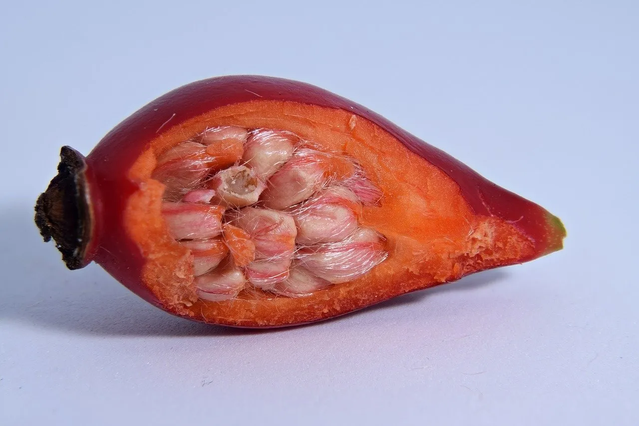 Tek bir bardağı C vitamini depolarını dolduruyor! Hastalıkları bitiren o bitki...
