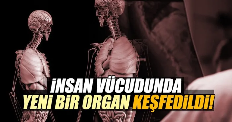 İnsan vücudunda yeni bir organ bulundu!