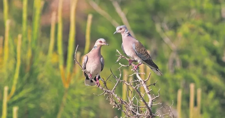 Aman avcı vurma beni
