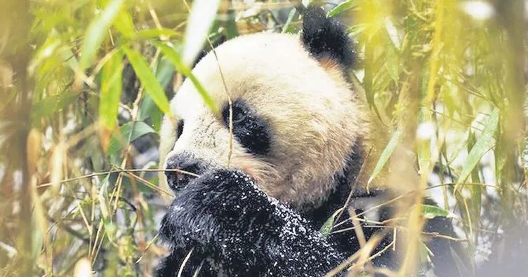 Pandalar için devasa park