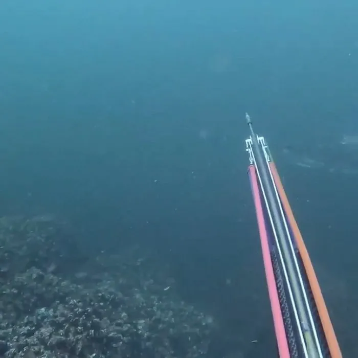 Dalgıçlar denizde zıpkınla avladı: Tam 320 kilo değeri ise…