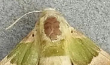 ruyada kelebek gormek ne anlama gelir haberleri son dakika ruyada kelebek gormek ne anlama gelir gelismeleri ruyada kelebek gormek ne anlama gelir haberleri son dakika ruyada kelebek gormek ne anlama gelir gelismeleri