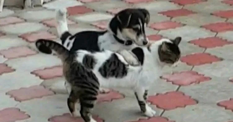 Kedi ile köpeğin kıskandıran dostluğu