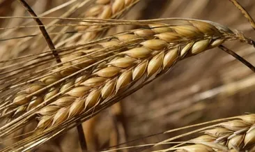 TMO HUBUBAT FİYATLARI SON DURUM | TMO Hububat, arpa ve buğday alım fiyatları açıklandı mı?