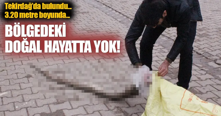 Tekirdağ’da piton yılanı ölüsü bulundu