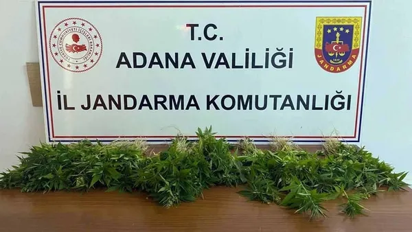 İyi Partili meclis üyesinin tarlasına hint keneviri operasyonu