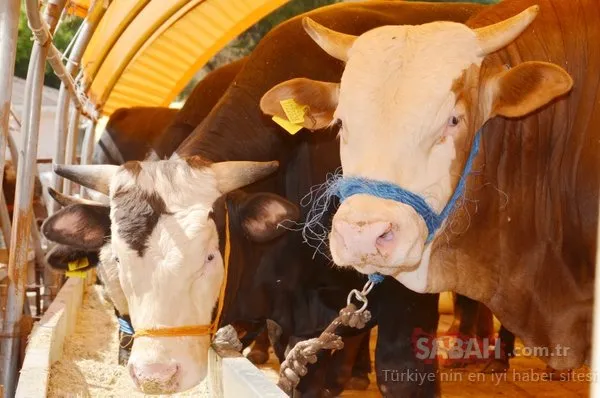 Kurbanlık pazarı hareketlendi