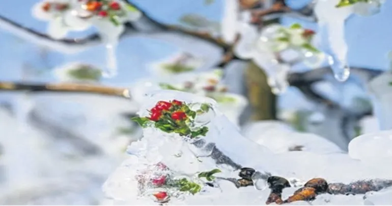 Don zararı desteği yüzde 70’e çıkarıldı