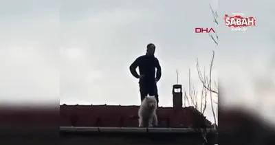 Sahibine küsen köpek 4 katlı binanın çatısına çıktı | Video