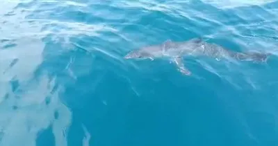 Antalya’da bir balıkçı köpekbalığı ile kavga etti: Hoşt manyak!