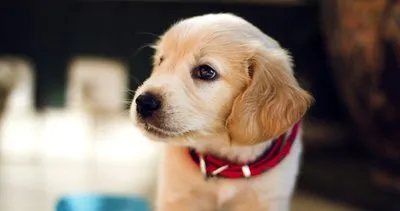 En Güzel Köpek İsimleri - A’dan Z’ye 2024 En Popüler Dişi ve Erkek Köpek İsimleri Listesi