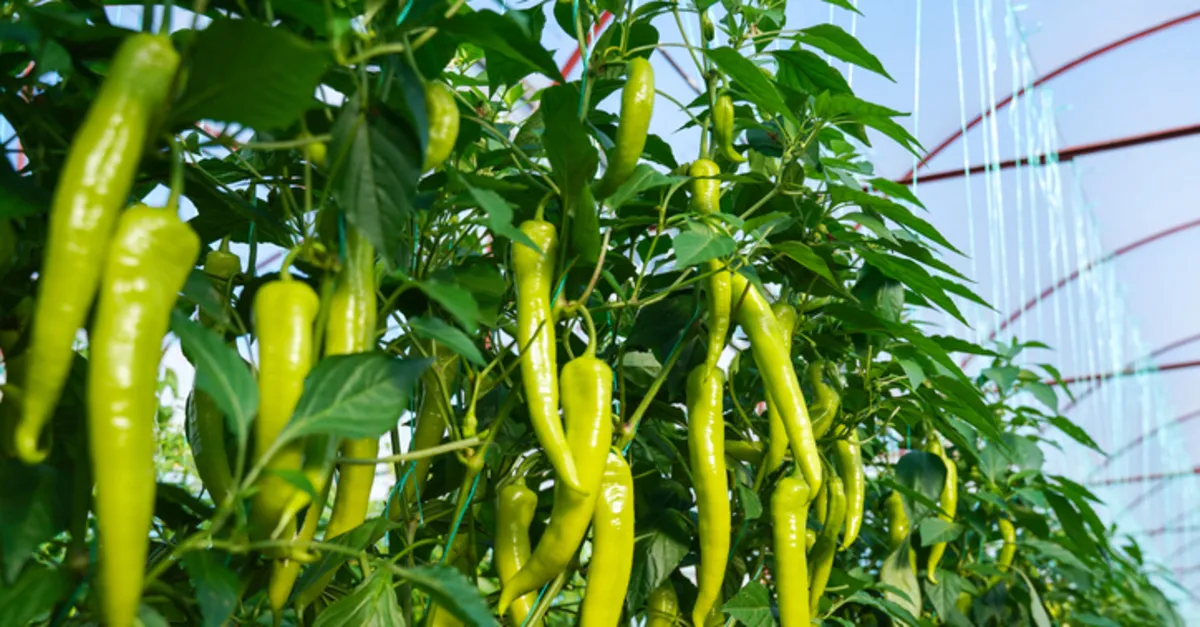 biber-fidesi-ne-zaman-ekilir