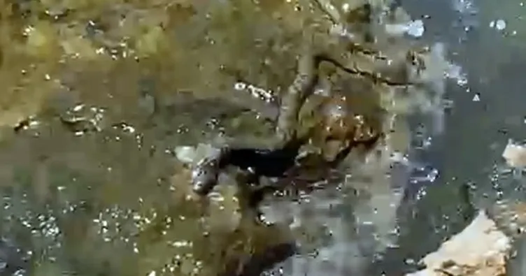 Prof. Dr. Olgun: Zehirsiz bir su yılanı