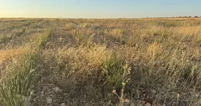 Halfeti'nin lavanta bahçesi kaderine terk edildi #sanliurfa