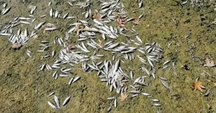 Bartın Irmağı’ndaki balık ölümlerinin sebebi belli oldu
