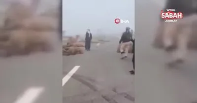 Irak’ta 8 araç birbirine girdi: 2 kişi yaralandı, 40’tan fazla deve telef oldu | Video
