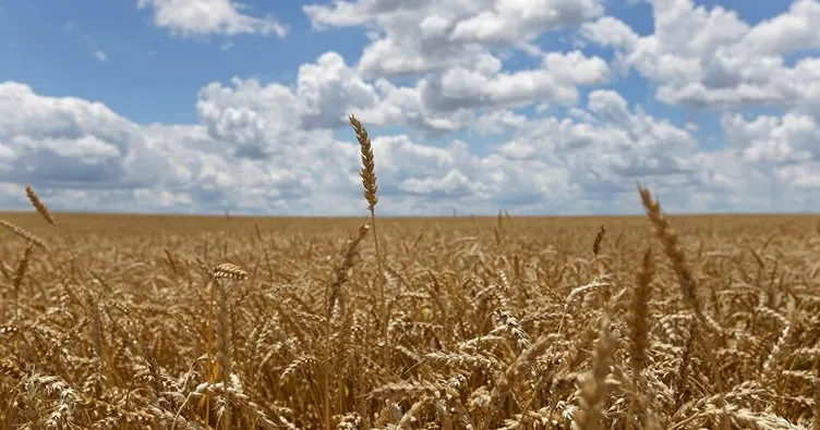 Rusya, buğday ihracatında vergiyi iki katına çıkarmaya hazırlanıyor