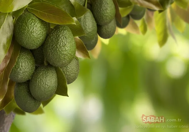 Avokado nedir? Avokadonun faydaları nelerdir?