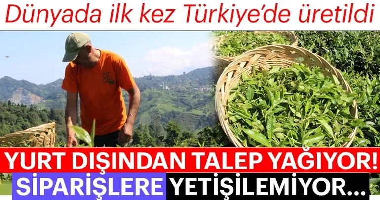 Dünyada ilk kez Türkiye’de üretilen 2,5 yapraklı organik yeşil çay bu yıl 60 bin adet üretildi