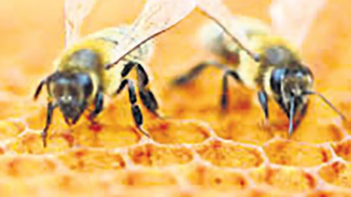 Arılar sayı sayabiliyor