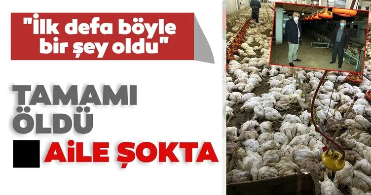 20 bin tavuk telef oldu! Zonguldak’ta aile şaştı kaldı