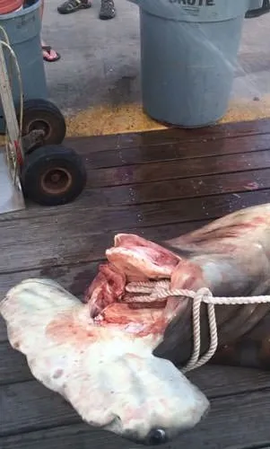 Denizlerin tuhaf anları