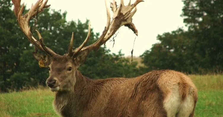 İsveç’te sarhoş geyik eve girdi