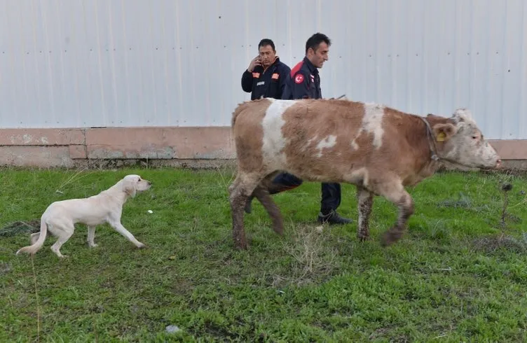 Rögara düşen dana, köpeğin başında havlamasıyla fark edilip kurtarıldı