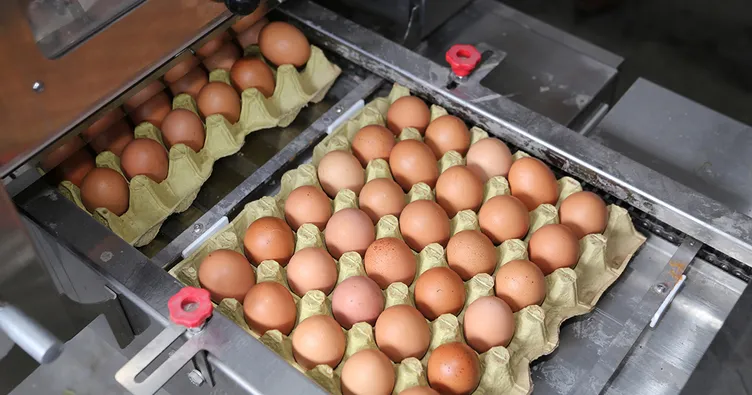 Yumurtada 98 milyon TL’lik ’kartel’ cezası