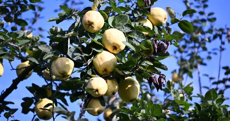 Meşhur Eşme ayvasının hasadı başladı