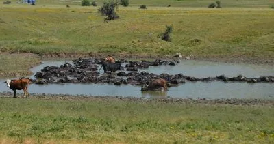 Burası Afrika değil, Muş! Sıcaktan bunalan mandalar Karasu Nehri ve göletlerde serinletiliyor #mus