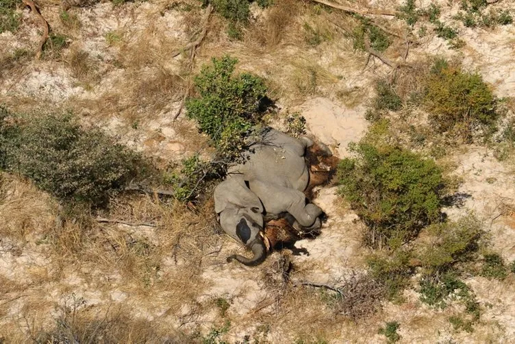 Botsvana’da gizemli hastalık nedeniyle 3 ayda en az 350 fil öldü