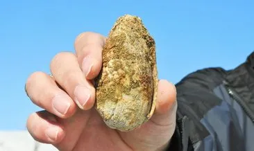 Muş’ta 11 milyon yıllık fosiller bulundu