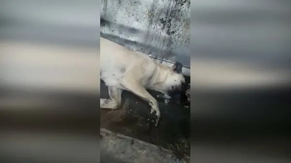 CHP’li belediyeden hayvan katliamı | Video