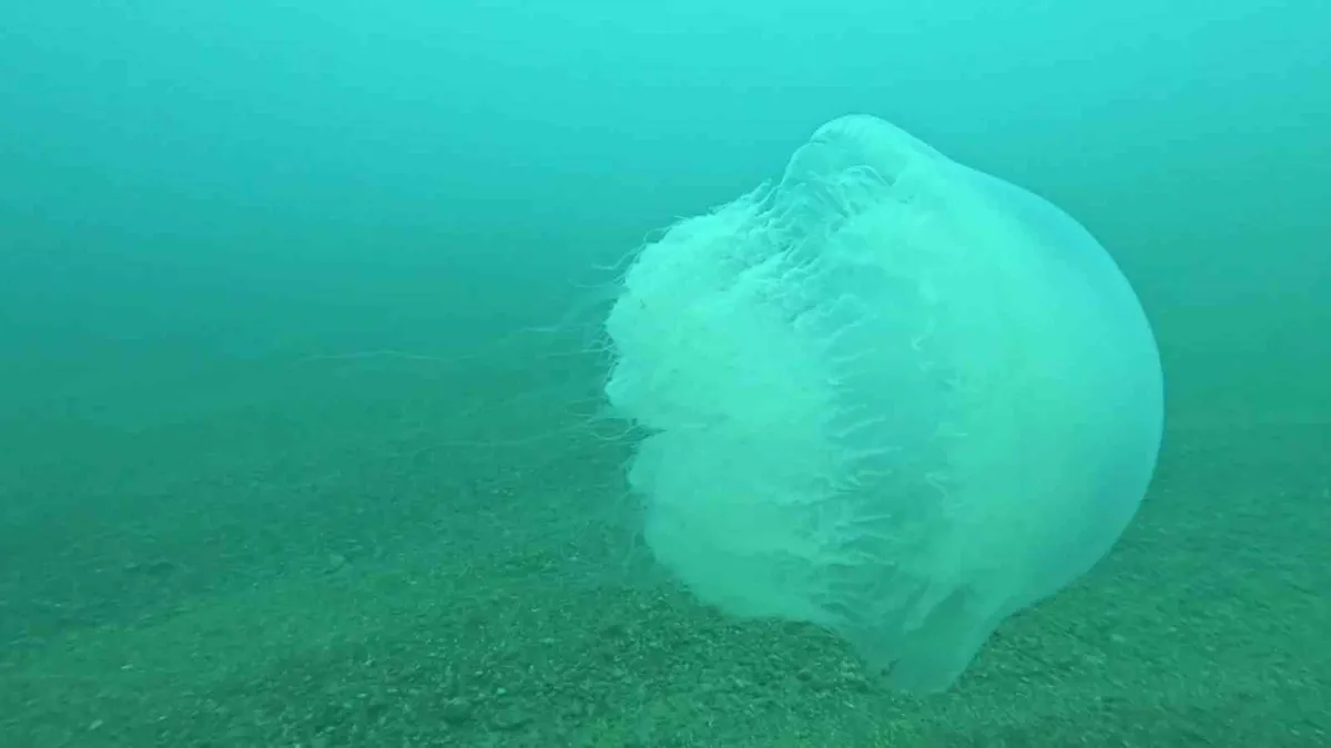 Akdeniz’de denizanası alarmı