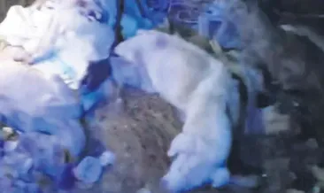 Edremit’te köpek katliamı