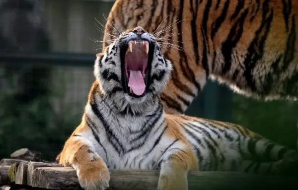 Bengal kaplanları dört gözle kar bekliyor