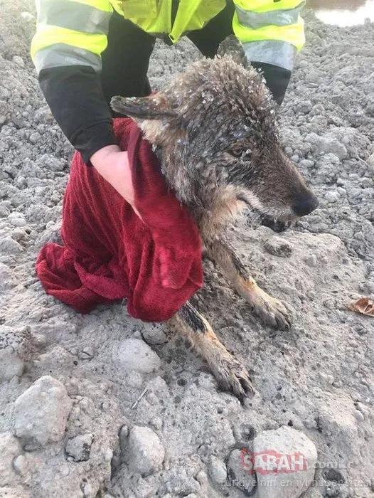Donmuş gölden kurtardıkları köpek kurt çıktı