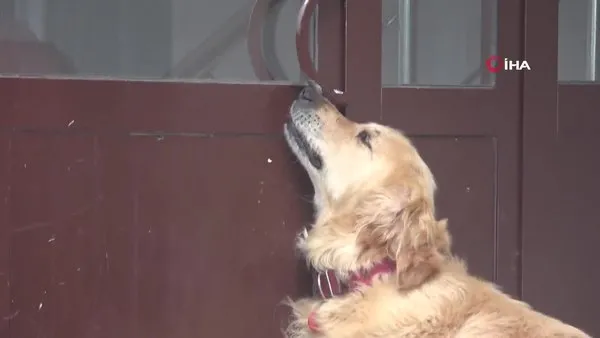 Bolu'da kapıyı anahtarla açıp eve giren köpek kamerada!