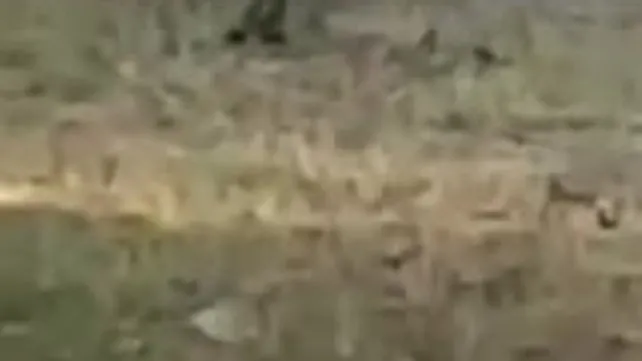 Muğla'da domuzlar kampa indi | Video
