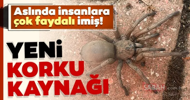 Yılan ve kenelerden sonra yeni korku kaynağı dev örümcekler!