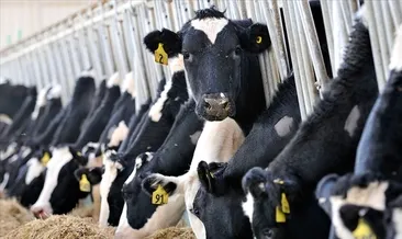 887 bin ton inek sütü toplandı