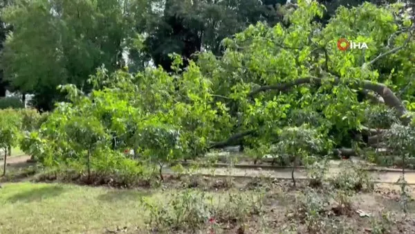 İstanbul Edirnekapı Şehitliği'nde İBB’nin kestiği ağaçlar mezarlığın üzerine devrildi