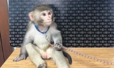 Egzotik hayvan kaçakçılarına baskın