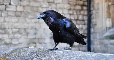ruyada karga gormek ne anlama gelir